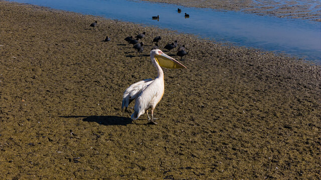 Aerial view of a pelican standing on the dry, cracked mud of the receding lake with small birds swimming in the shallow water in Cavuscugol, Konya, Turkiye.