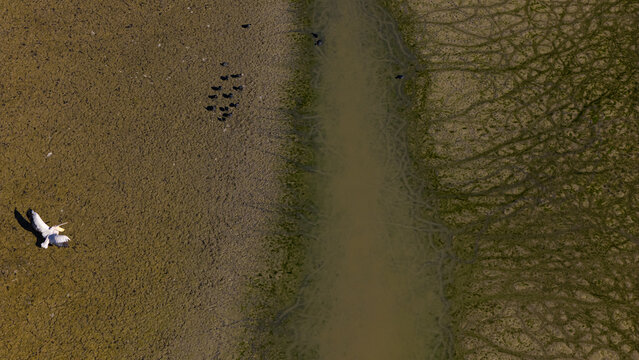 Aerial view of a pelican flying over the dried lake bed of Cavuscugol with green algae patterns and cracked earth in Cavuscugol, Konya, Turkiye.