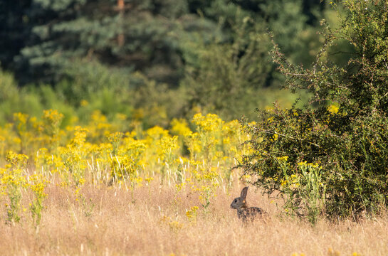 Rabbit sitting in a field of yellow St. John's wort (Hypericum perforatum) flowers on Plantage Willem III, part of Utrechtse Heuvelrug national park, Rhenen, Netherlands