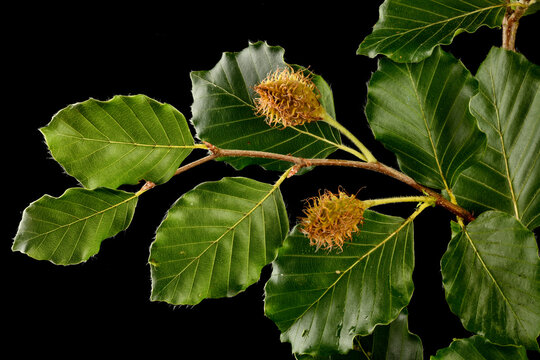 Leaves and beechnut fruit of Beech Fagus sylvatica,