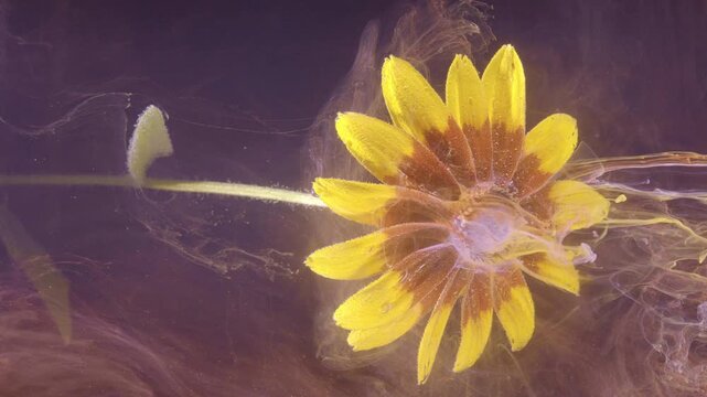 Close macro view of yellow daisy-like flower partially submerged in liquid, petals splayed right and stem extending left while fine bubbles and droplets cling to petals
