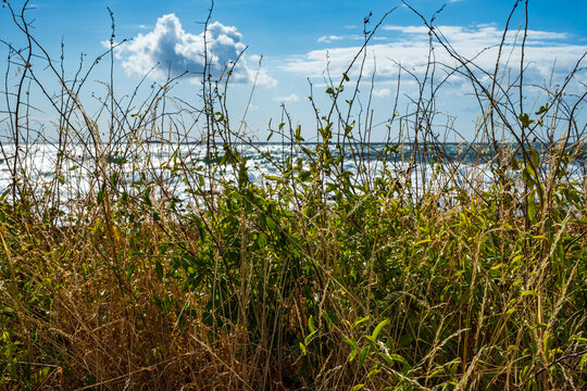 Strandvegetation, Halbinsel Kullen, Schonen, Schweden