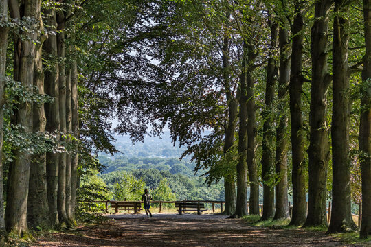 Unidentifiable hiker running on a treelines path with view over Utrechtse Heuvelrug national park, Rhenen, Netherlands