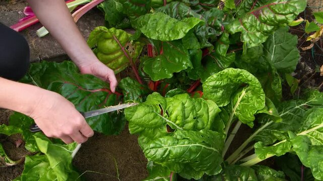 Hands of someone gardening and harvesting gorgeous rainbow swiss chard leaves from the plants in an organic vegetable garden with fertile soil. 