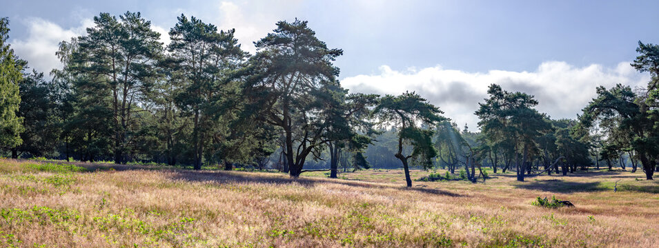 Early morning light on Plantage Willem III, part of Utrechtse Heuvelrug national park, Rhenen, Netherlands