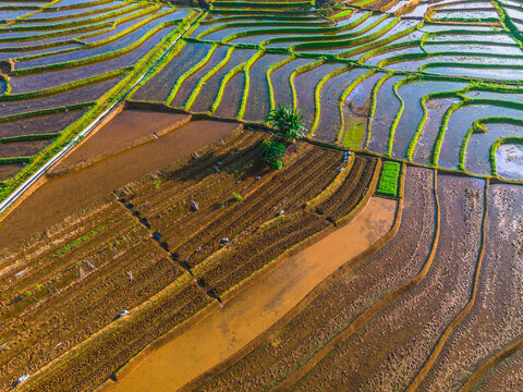 Aerial view of the lush green rice terraces featuring intricate water-filled paddies and fertile soil patterns in Trawas, East Java, Indonesia.