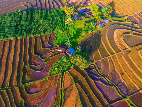 Aerial view of lush terraced rice fields with small farm houses and palm trees in the rural landscape of Trawas, East Java, Indonesia.