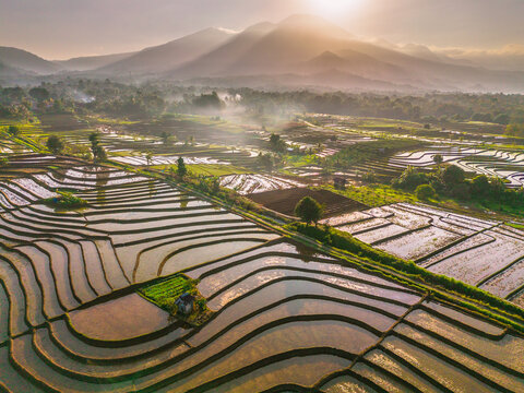 Aerial view of terraced rice fields at sunrise with mountains in the background in Trawas, East Java, Indonesia.