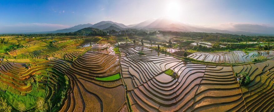 Aerial view of lush terraced rice paddies reflecting the golden hour sunlight with mountains in the background in Trawas, East Java, Indonesia.