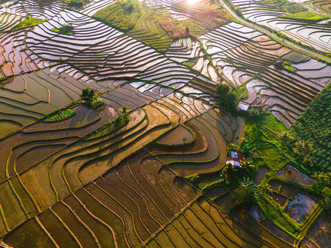 Aerial view of the lush green rice terraces with intricate water-filled paddies and rolling hills illuminated by warm golden hour light in Trawas, East Java, Indonesia.