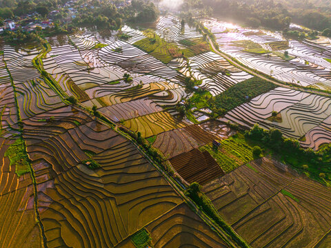 Aerial view of lush green rice terraces reflecting the golden sunlight in the rural landscape of Trawas, East Java, Indonesia.
