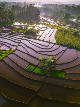 Aerial view of lush green rice terraces reflecting the morning light with small huts and palm trees in the rural landscape of Trawas, East Java, Indonesia.