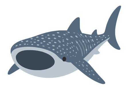 A detailed flat vector illustration of a majestic whale shark swimming with its mouth wide open showcasing its unique spotted pattern and streamlined body shape in a clean minimalist graphic style