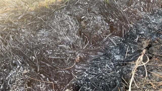Texture of gray straw ash from burned agriculture waste on the ground