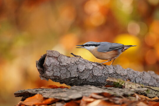 A eurasian nuthatch in the nature habitat. A nuthatch in colorful autumn forest.  Sitta europaea