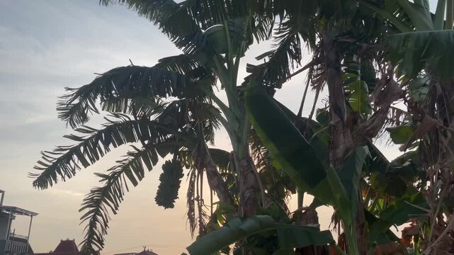 Lush banana trees in tropical plantation with bright sun flare
