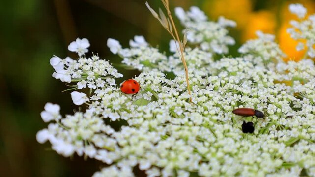 Macro shot of a ladybug and beetle crawling over small white flowers of a yarrow inflorescence. The camera slowly captures bright red insect, delicate petals, natural movement, soft background, and su