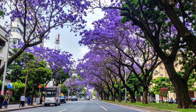 Purple jacaranda trees blooming along a city street.