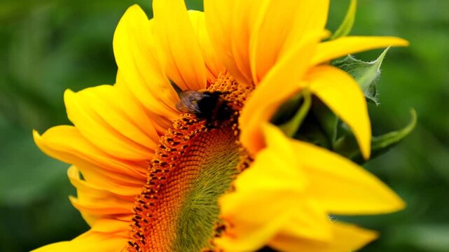 Macro angle showing a bumblebee carefully gathering pollen in the center of a large sunflower bloom. The camera focuses on golden petals, spiral seed pattern, insect details, and bright natural lighti