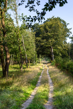 Forest path in Utrechtse Heuvelrug national park, Rhenen, Netherlands