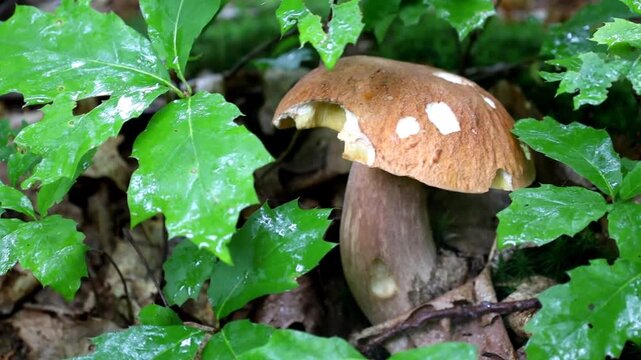 A large porcini mushroom grows among bright green leaves and forest floor. The camera smoothly shoots a close-up of brown cap details, thick stem, wet surface, and natural lighting in a damp wild fore