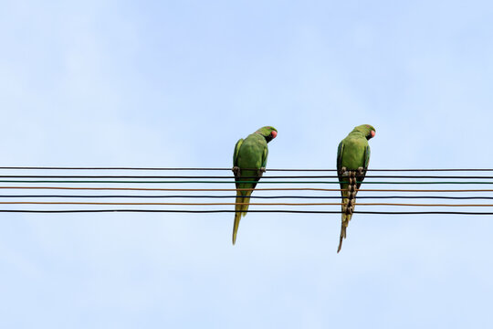 Two parrots perched on electrical wires, against a clear sky, creating a simple natural composition.