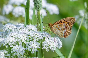 High brown fritillary butterfly feeding on white flowers in nature, Latvia © Gatis