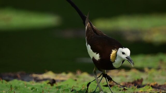 Vibrant, detailed outdoor shot capturing the moment a Pheasant-tailed Jacana successfully feeds on a small bug in a lush, green wetland ecosystem.