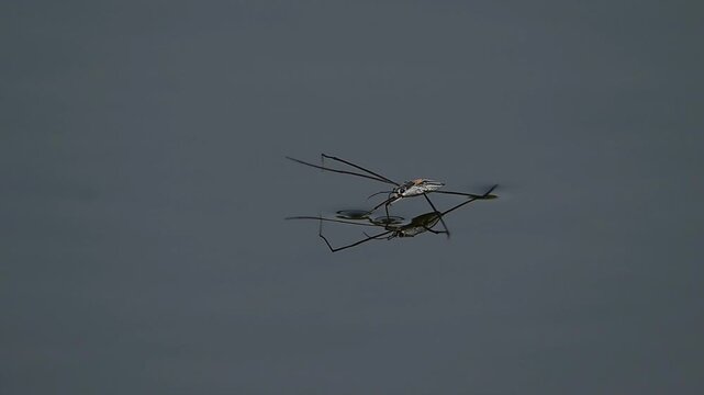 High-quality macro shot of a water strider (Aquarius adelaidis) floating gracefully on a calm freshwater surface, showcasing its incredible ability to glide using surface tension.