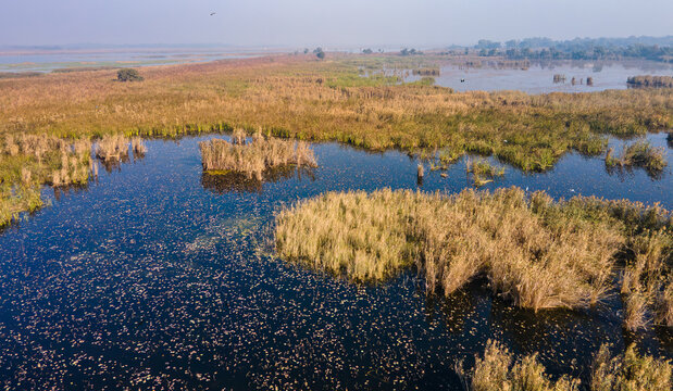 Aerial view of Rasul Barrage wetlands with dense reeds, calm water, and floating vegetation in Wazirabad, Punjab, Pakistan.