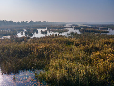 Aerial view of Rasul Barrage wetlands with dense reeds, calm water channels, and distant trees under a clear sky in Wazirabad, Punjab, Pakistan.