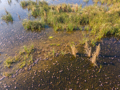 Aerial view of the marshy wetlands near Rasul Barrage with tall grasses, shallow water, and aquatic vegetation in Wazirabad, Punjab, Pakistan.