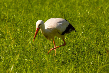 Bocian - Stork © Krzysztof