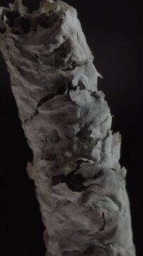 Macro closeup of cigar ash showing cracked burnt surface texture. Layered ash reveals delicate flakes, charred tobacco residue and detailed combustion pattern against dark background
