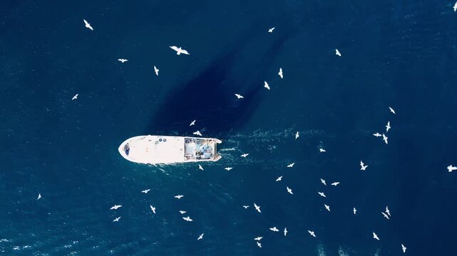 Aerial view of a fishing boat sailing in deep blue water surrounded by a flock of seagulls in Calp, Valencian Community, Spain.