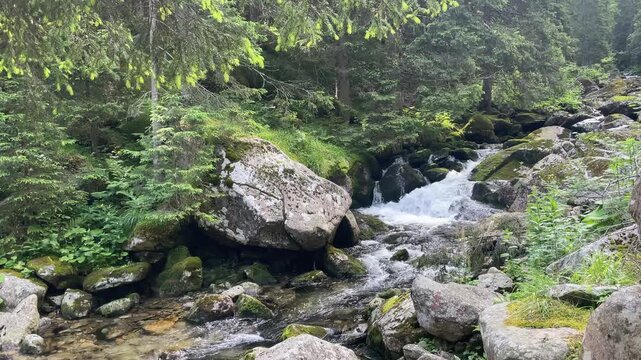 High angle view of a crystal clear mountain stream and small waterfall flowing through a lush green forest in Retezat Mountains, Romania, nature and travel video, 4k, 60fps.