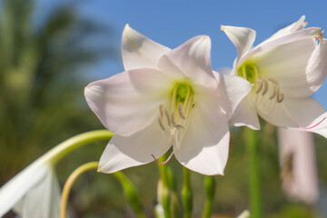 Fototapeta premium Delicate white pink Crinum flower with elegant petals against soft green bokeh in summer