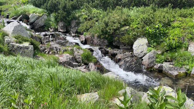 High angle view of a crystal clear mountain stream and small waterfall flowing through a lush green forest in Retezat Mountains, Romania, nature and travel video, 4k, 60fps.