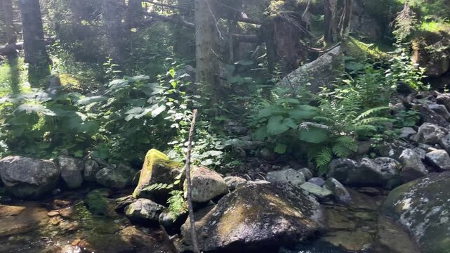 Panning shot of a small waterfall and crystal clear stream flowing through a lush green forest in Retezat Mountains, Romania, nature and travel video, 4k, 60fps.