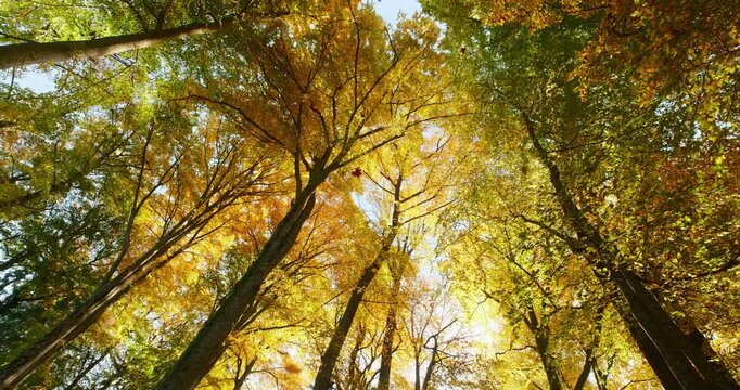 Glorious view of a majestic forest canopy in autumn with lots of leaves falling in the wind. Slow panning shot with vibrant fall colors.