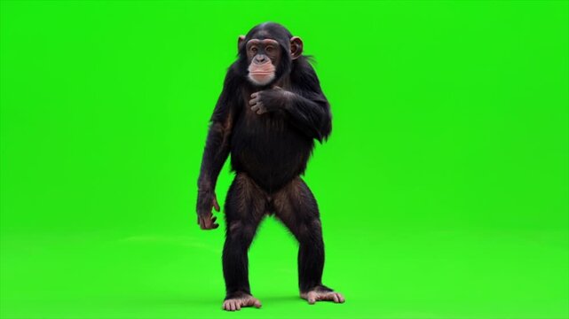 Chimpanzee Shrugging Green Screen