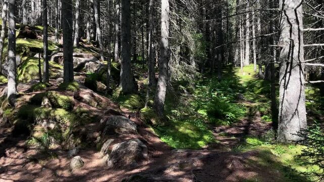 Panning shot of a hiking trail through a dense, mossy coniferous forest in Retezat Mountains, Romania, nature and travel video, 4k, 60fps.