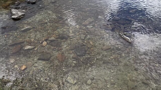 Crystal clear water and small trout fish swimming near the rocky shore of glacial Lake Gales in Retezat Mountains, Romania, nature and wildlife video, 4k, 60fps.