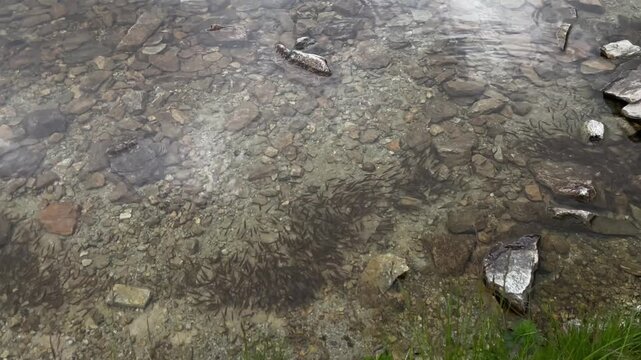 Crystal clear water and small trout fish swimming near the rocky shore of glacial Lake Gales in Retezat Mountains, Romania, nature and wildlife video, 4k, 60fps.