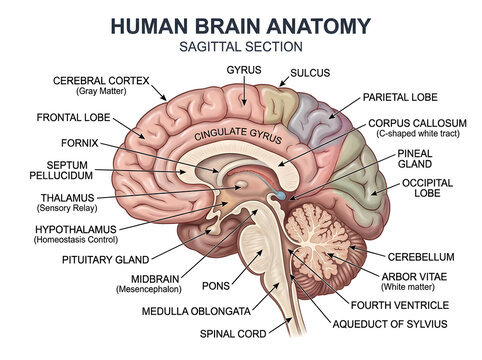 Human brain sagittal section anatomy diagram