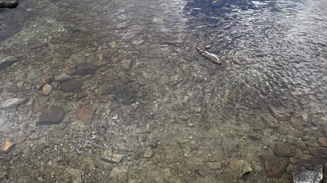 Crystal clear water and small trout fish swimming near the rocky shore of glacial Lake Gales in Retezat Mountains, Romania, nature and wildlife video, 4k, 60fps.