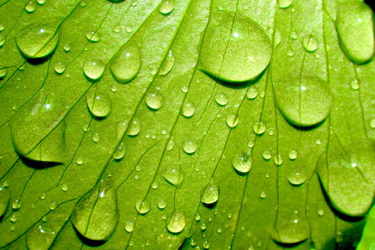 Luminous Green Leaf Surface Hydrated Raindrops