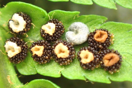 Fern Sori and Coiled Larva Macro Detail