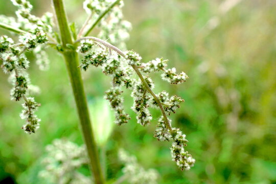 Stinging Nettle Flowers Macro Green Detail