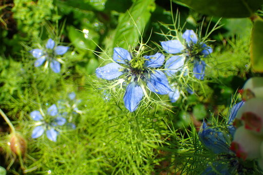 Vibrant Love-in-a-Mist Blooms with Dew